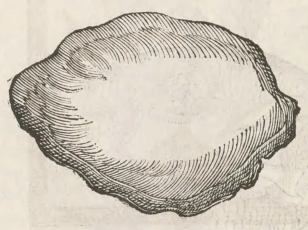 An illustration from Vlyssis Aldrouandi patricii Bononiensis Musaeum metallicum : in libros iiii distributum, 1648, leaf 466