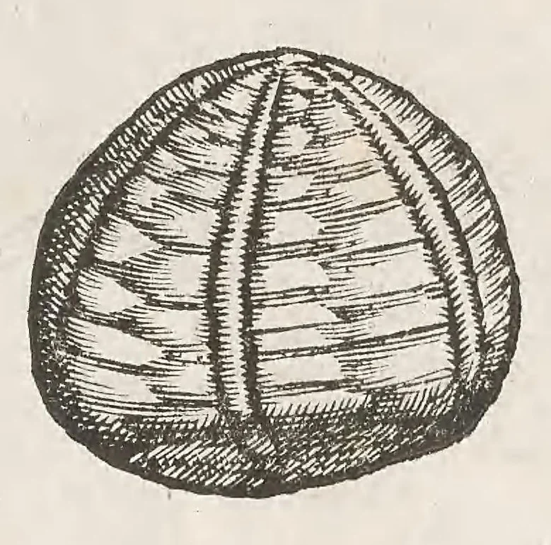 An illustration from Vlyssis Aldrouandi patricii Bononiensis Musaeum metallicum : in libros iiii distributum, 1648, leaf 471