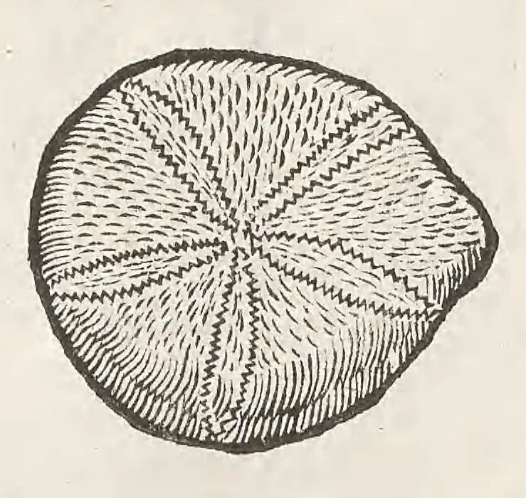An illustration from Vlyssis Aldrouandi patricii Bononiensis Musaeum metallicum : in libros iiii distributum, 1648, leaf 471