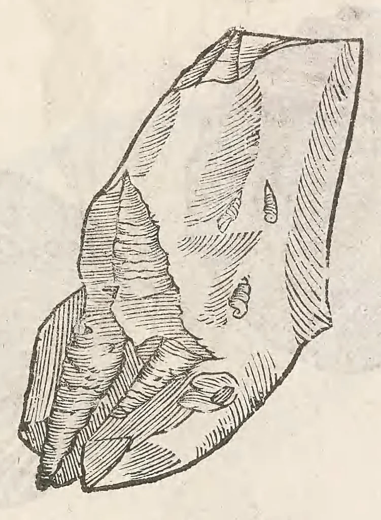An illustration from Vlyssis Aldrouandi patricii Bononiensis Musaeum metallicum : in libros iiii distributum, 1648, leaf 487