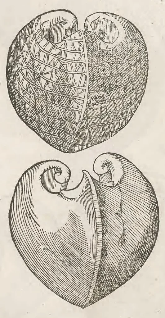 An illustration from Vlyssis Aldrouandi patricii Bononiensis Musaeum metallicum : in libros iiii distributum, 1648, leaf 494