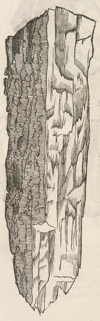 An illustration from Vlyssis Aldrouandi patricii Bononiensis Musaeum metallicum : in libros iiii distributum, 1648, leaf 514