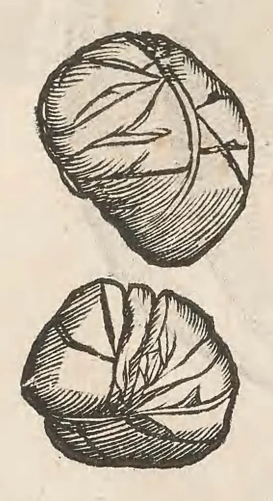 An illustration from Vlyssis Aldrouandi patricii Bononiensis Musaeum metallicum : in libros iiii distributum, 1648, leaf 524