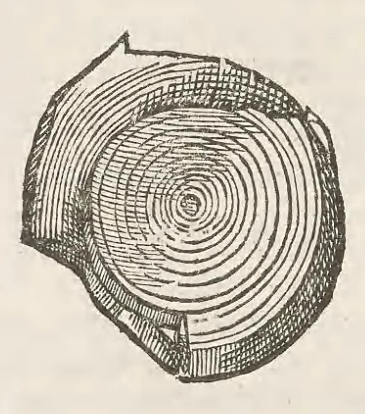 An illustration from Vlyssis Aldrouandi patricii Bononiensis Musaeum metallicum : in libros iiii distributum, 1648, leaf 648
