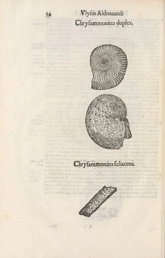 An illustration from Vlyssis Aldrouandi patricii Bononiensis Musaeum metallicum : in libros iiii distributum, 1648, leaf 68