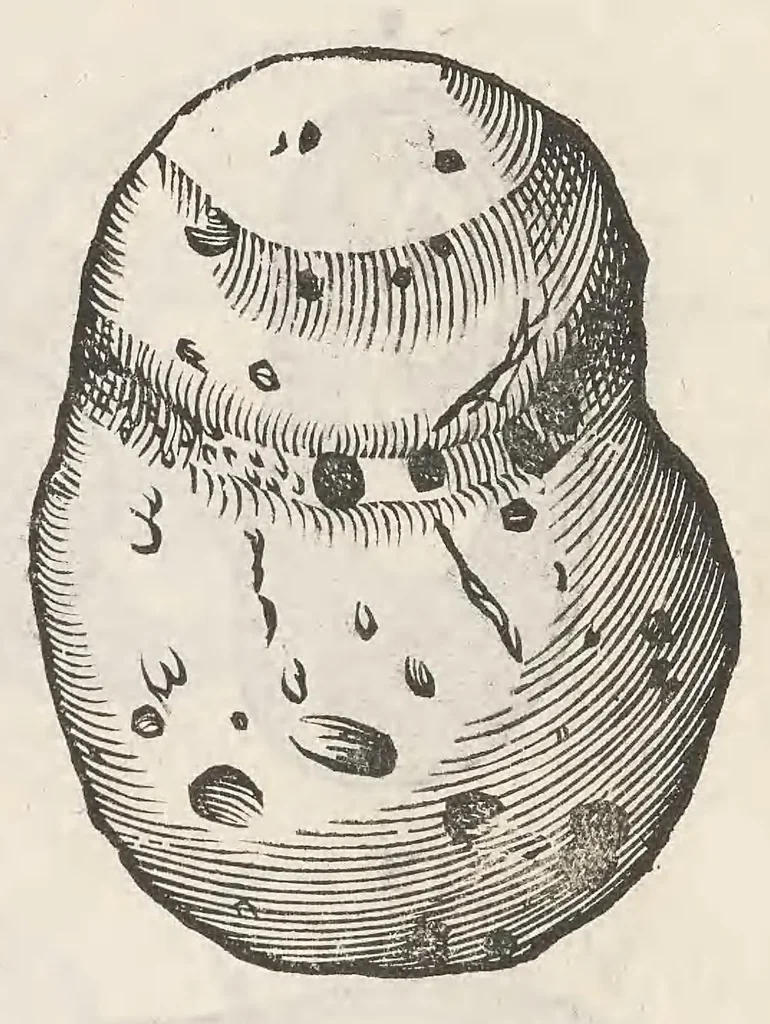 An illustration from Vlyssis Aldrouandi patricii Bononiensis Musaeum metallicum : in libros iiii distributum, 1648, leaf 742