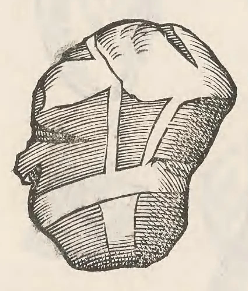 An illustration from Vlyssis Aldrouandi patricii Bononiensis Musaeum metallicum : in libros iiii distributum, 1648, leaf 742