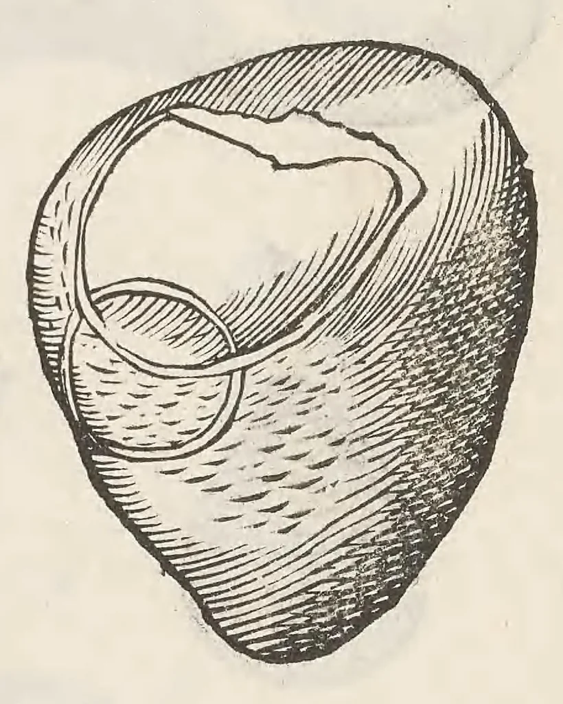 An illustration from Vlyssis Aldrouandi patricii Bononiensis Musaeum metallicum : in libros iiii distributum, 1648, leaf 742