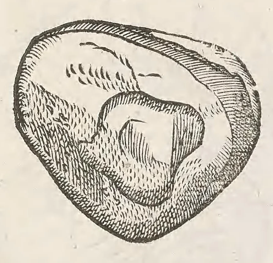 An illustration from Vlyssis Aldrouandi patricii Bononiensis Musaeum metallicum : in libros iiii distributum, 1648, leaf 751