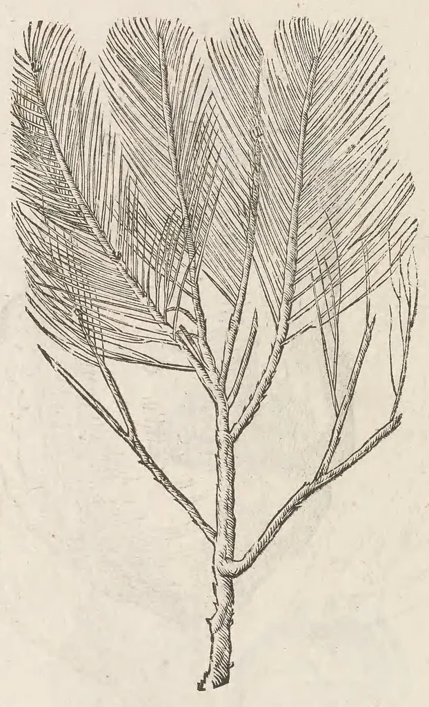 An illustration from Vlyssis Aldrouandi patricii Bononiensis Musaeum metallicum : in libros iiii distributum, 1648, leaf 862