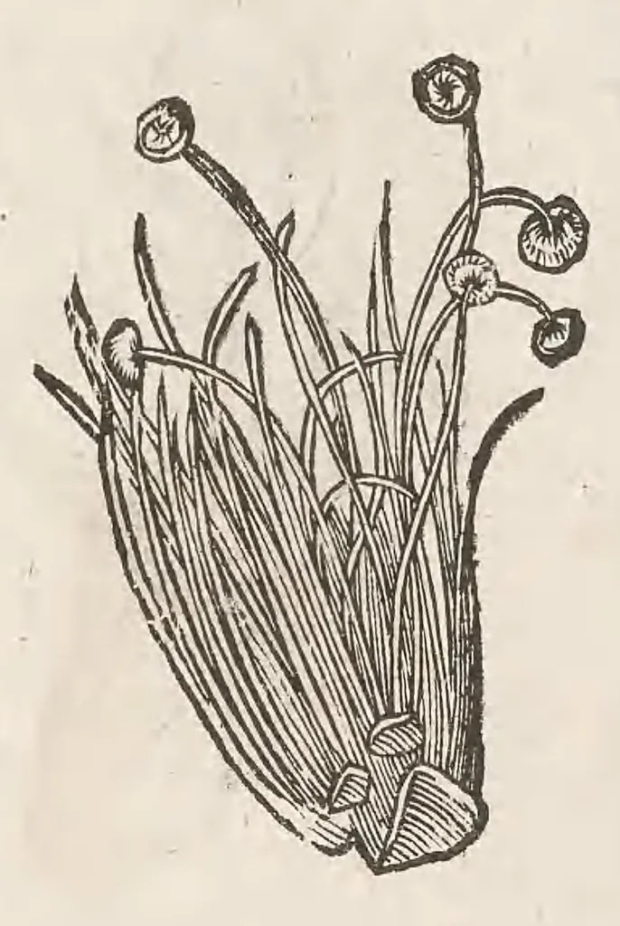 An illustration from Vlyssis Aldrouandi patricii Bononiensis Musaeum metallicum : in libros iiii distributum, 1648, leaf 866