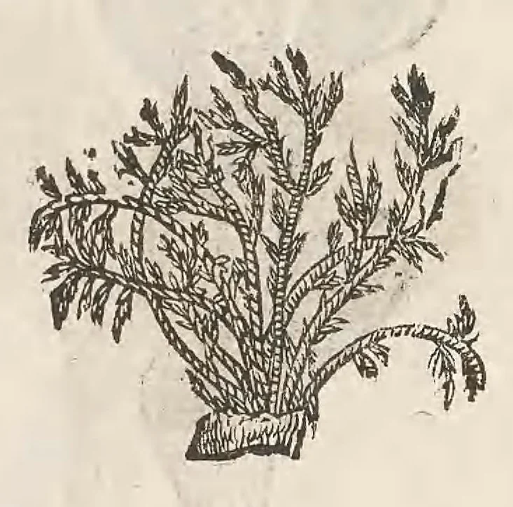 An illustration from Vlyssis Aldrouandi patricii Bononiensis Musaeum metallicum : in libros iiii distributum, 1648, leaf 866