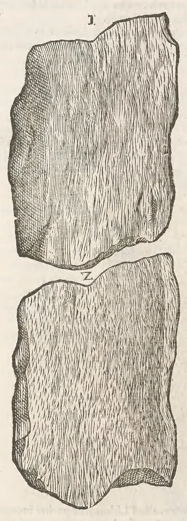 An illustration from Vlyssis Aldrouandi patricii Bononiensis Musaeum metallicum : in libros iiii distributum, 1648, leaf 874