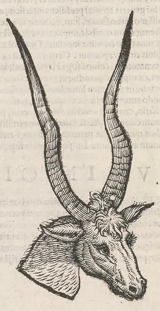 An illustration from Vlyssis Aldrouandi patricii Bononiensis Quadrupedum omniu[m] bisulcoru[m] historia, 1621, leaf 758