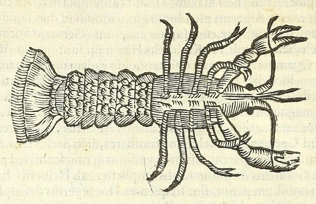 An illustration from Vlyssis Aldrouandi philosophi, et medici Bononiensis De reliquis animalibus exanguibus libri quatuor : post mortem eius editi : nempe de mollibus, crustaceis, testaceis, et zoophytis, 1606, leaf 144
