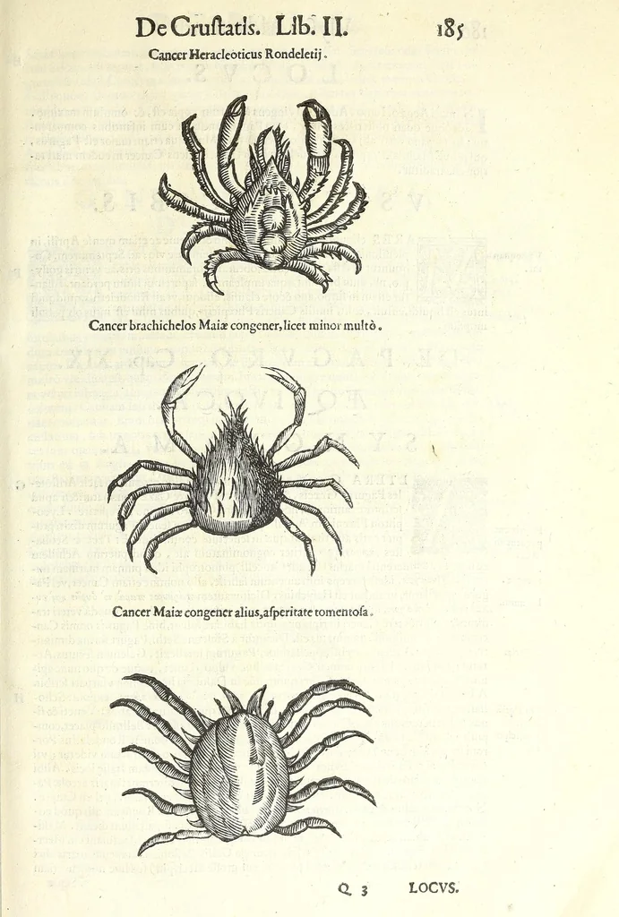 An illustration from Vlyssis Aldrouandi philosophi, et medici Bononiensis De reliquis animalibus exanguibus libri quatuor : post mortem eius editi : nempe de mollibus, crustaceis, testaceis, et zoophytis, 1606, leaf 199