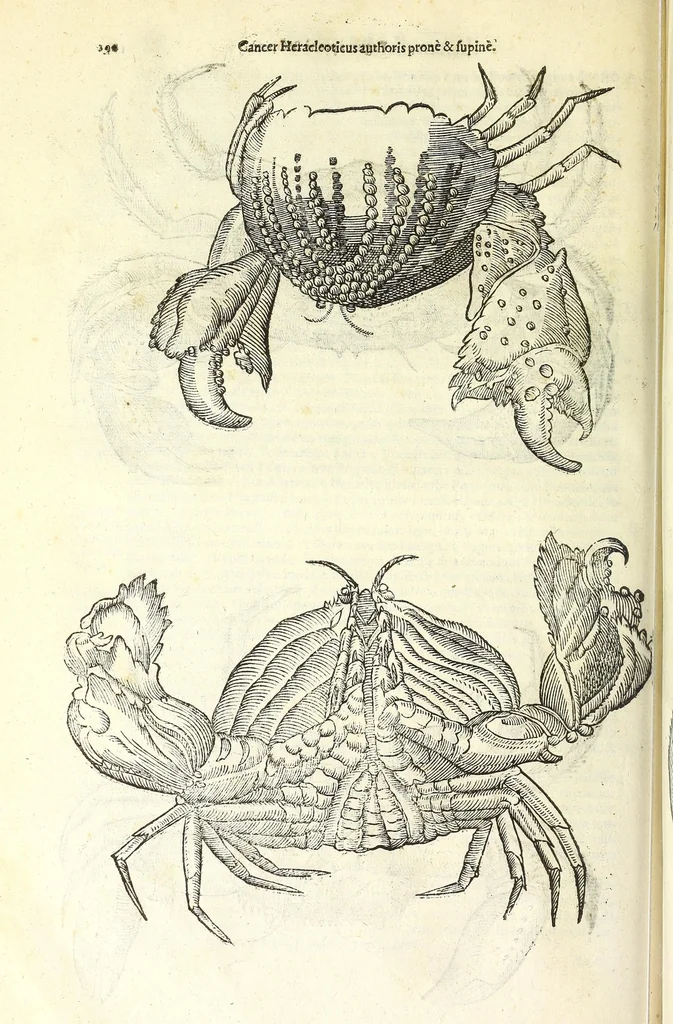 An illustration from Vlyssis Aldrouandi philosophi, et medici Bononiensis De reliquis animalibus exanguibus libri quatuor : post mortem eius editi : nempe de mollibus, crustaceis, testaceis, et zoophytis, 1606, leaf 204