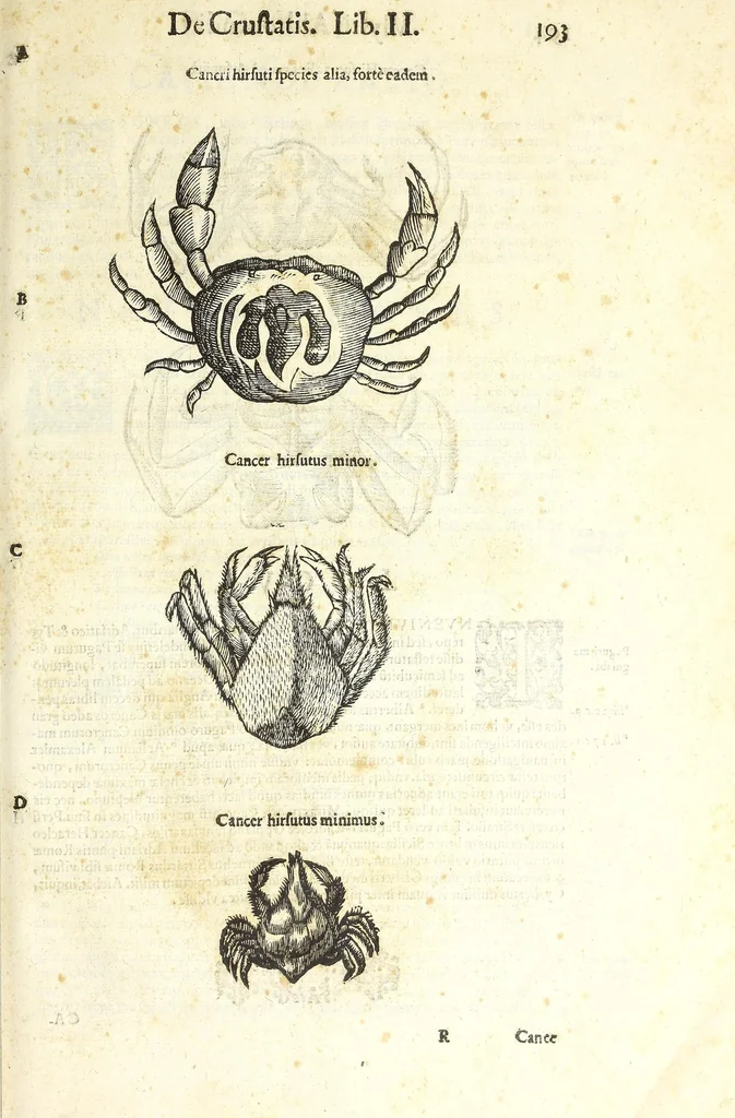 An illustration from Vlyssis Aldrouandi philosophi, et medici Bononiensis De reliquis animalibus exanguibus libri quatuor : post mortem eius editi : nempe de mollibus, crustaceis, testaceis, et zoophytis, 1606, leaf 207