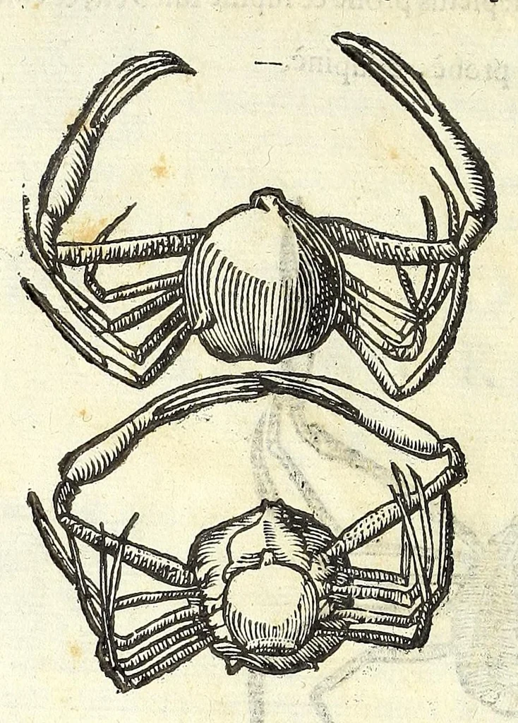 An illustration from Vlyssis Aldrouandi philosophi, et medici Bononiensis De reliquis animalibus exanguibus libri quatuor : post mortem eius editi : nempe de mollibus, crustaceis, testaceis, et zoophytis, 1606, leaf 216