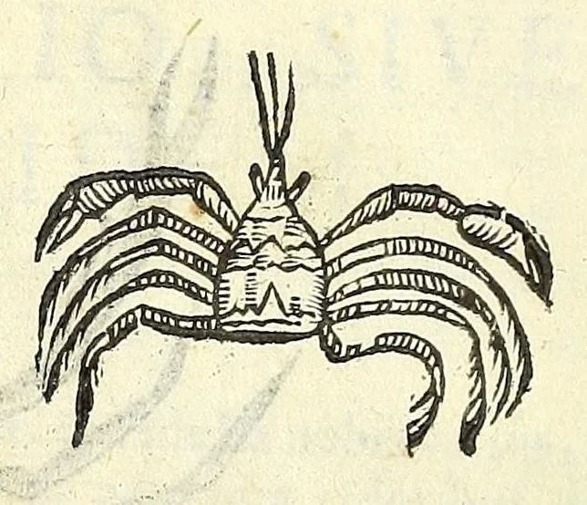 An illustration from Vlyssis Aldrouandi philosophi, et medici Bononiensis De reliquis animalibus exanguibus libri quatuor : post mortem eius editi : nempe de mollibus, crustaceis, testaceis, et zoophytis, 1606, leaf 216