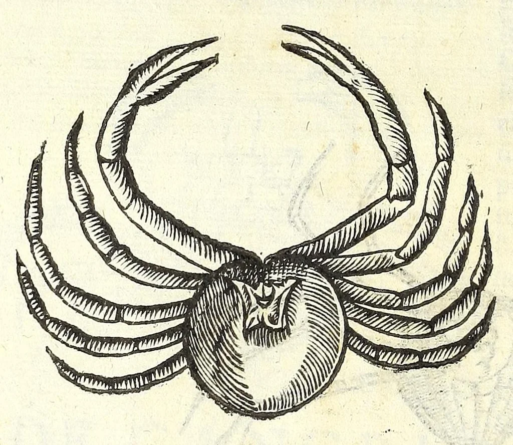 An illustration from Vlyssis Aldrouandi philosophi, et medici Bononiensis De reliquis animalibus exanguibus libri quatuor : post mortem eius editi : nempe de mollibus, crustaceis, testaceis, et zoophytis, 1606, leaf 216