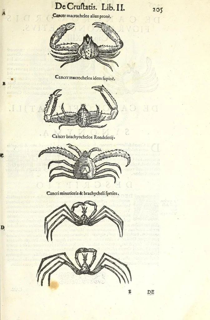 An illustration from Vlyssis Aldrouandi philosophi, et medici Bononiensis De reliquis animalibus exanguibus libri quatuor : post mortem eius editi : nempe de mollibus, crustaceis, testaceis, et zoophytis, 1606, leaf 219