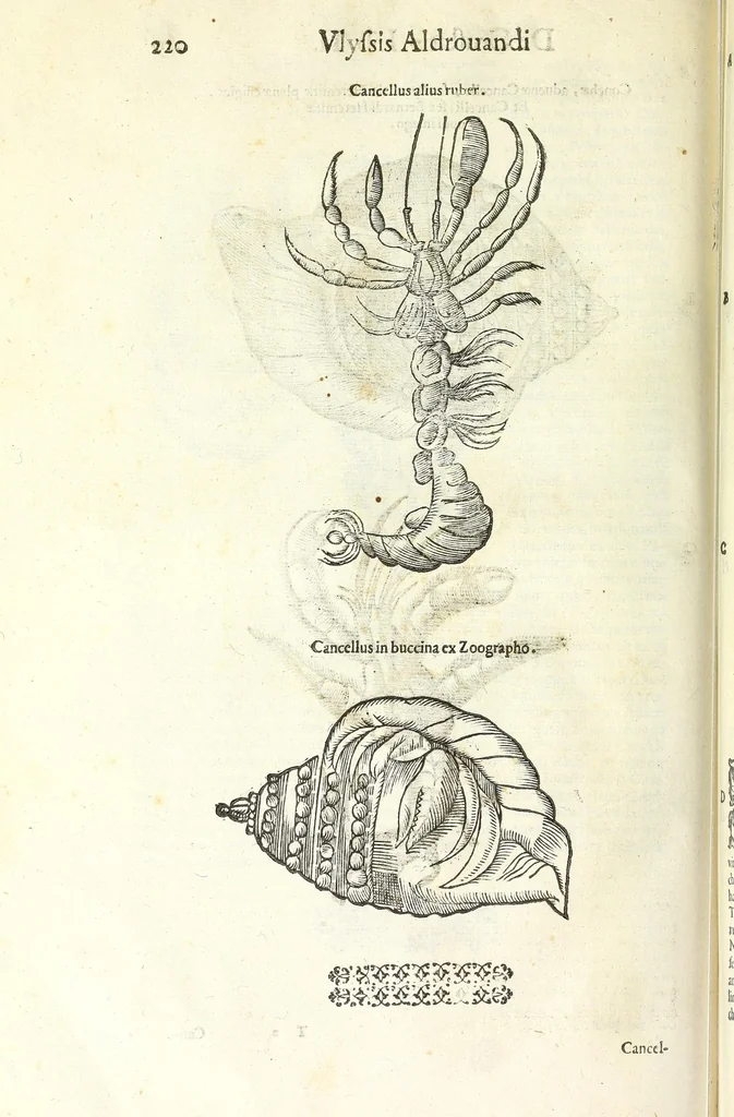 An illustration from Vlyssis Aldrouandi philosophi, et medici Bononiensis De reliquis animalibus exanguibus libri quatuor : post mortem eius editi : nempe de mollibus, crustaceis, testaceis, et zoophytis, 1606, leaf 234