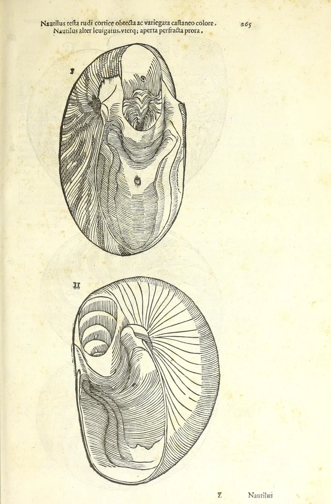 An illustration from Vlyssis Aldrouandi philosophi, et medici Bononiensis De reliquis animalibus exanguibus libri quatuor : post mortem eius editi : nempe de mollibus, crustaceis, testaceis, et zoophytis, 1606, leaf 279