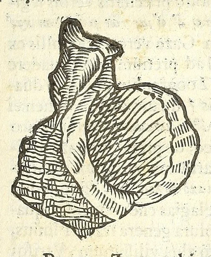 An illustration from Vlyssis Aldrouandi philosophi, et medici Bononiensis De reliquis animalibus exanguibus libri quatuor : post mortem eius editi : nempe de mollibus, crustaceis, testaceis, et zoophytis, 1606, leaf 299