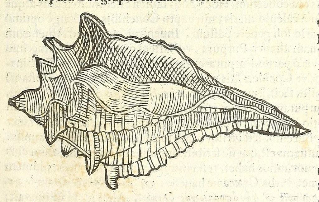 An illustration from Vlyssis Aldrouandi philosophi, et medici Bononiensis De reliquis animalibus exanguibus libri quatuor : post mortem eius editi : nempe de mollibus, crustaceis, testaceis, et zoophytis, 1606, leaf 299