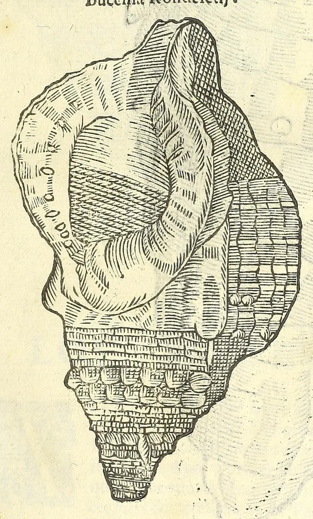 An illustration from Vlyssis Aldrouandi philosophi, et medici Bononiensis De reliquis animalibus exanguibus libri quatuor : post mortem eius editi : nempe de mollibus, crustaceis, testaceis, et zoophytis, 1606, leaf 339