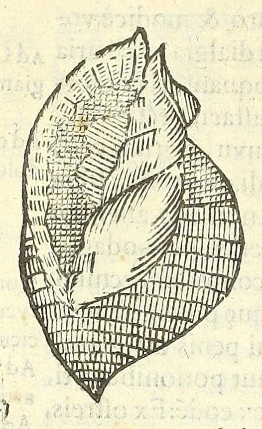 An illustration from Vlyssis Aldrouandi philosophi, et medici Bononiensis De reliquis animalibus exanguibus libri quatuor : post mortem eius editi : nempe de mollibus, crustaceis, testaceis, et zoophytis, 1606, leaf 344