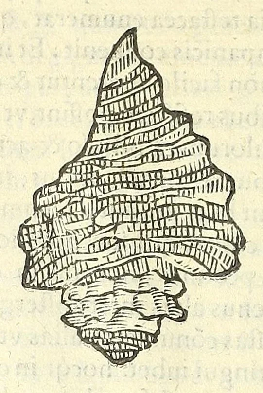 An illustration from Vlyssis Aldrouandi philosophi, et medici Bononiensis De reliquis animalibus exanguibus libri quatuor : post mortem eius editi : nempe de mollibus, crustaceis, testaceis, et zoophytis, 1606, leaf 344