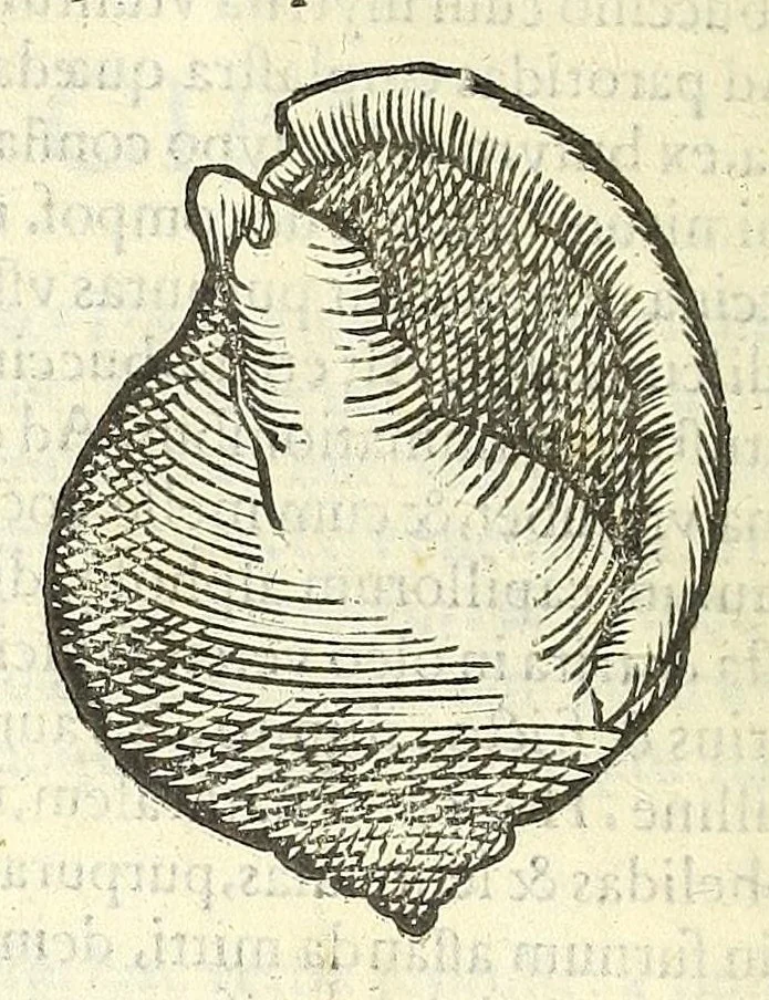 An illustration from Vlyssis Aldrouandi philosophi, et medici Bononiensis De reliquis animalibus exanguibus libri quatuor : post mortem eius editi : nempe de mollibus, crustaceis, testaceis, et zoophytis, 1606, leaf 344