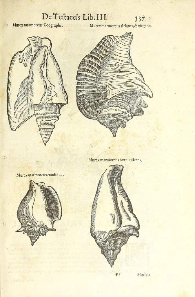 An illustration from Vlyssis Aldrouandi philosophi, et medici Bononiensis De reliquis animalibus exanguibus libri quatuor : post mortem eius editi : nempe de mollibus, crustaceis, testaceis, et zoophytis, 1606, leaf 351
