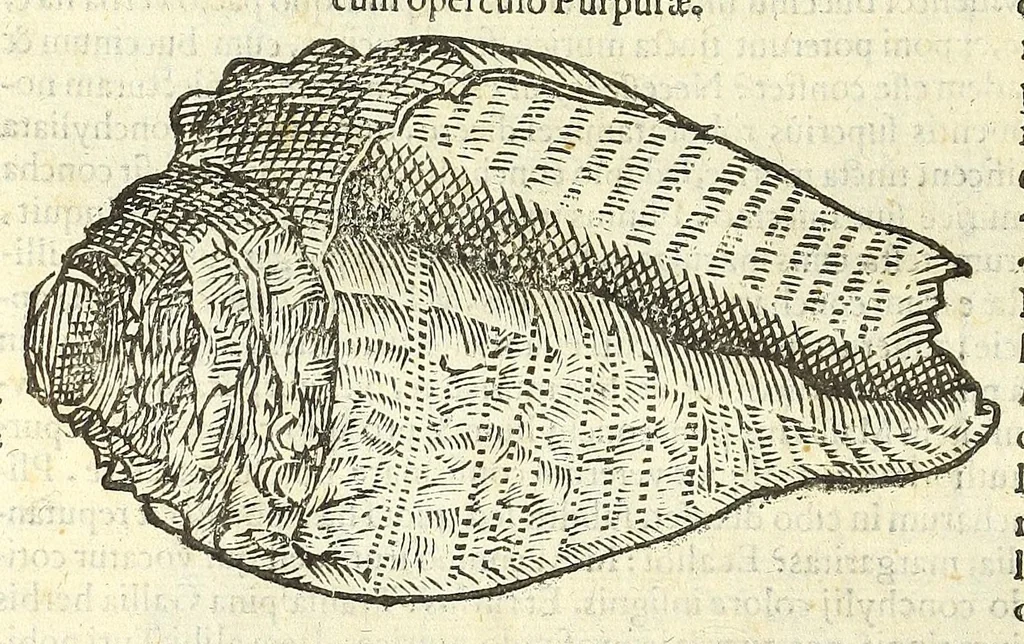 An illustration from Vlyssis Aldrouandi philosophi, et medici Bononiensis De reliquis animalibus exanguibus libri quatuor : post mortem eius editi : nempe de mollibus, crustaceis, testaceis, et zoophytis, 1606, leaf 360