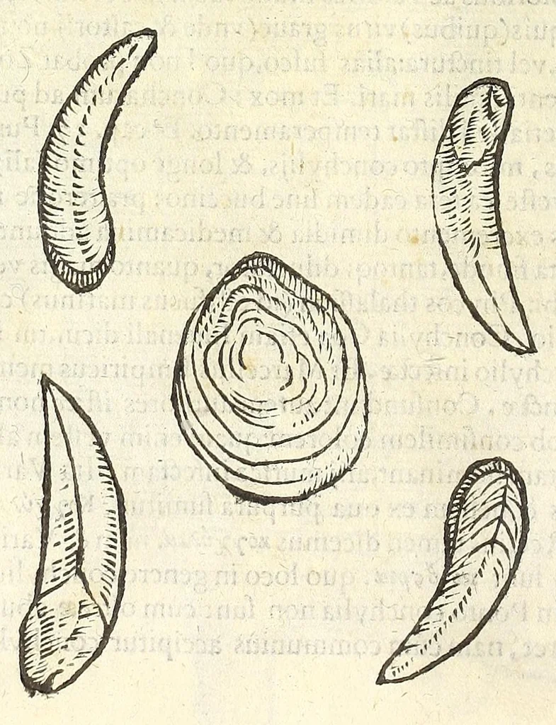 An illustration from Vlyssis Aldrouandi philosophi, et medici Bononiensis De reliquis animalibus exanguibus libri quatuor : post mortem eius editi : nempe de mollibus, crustaceis, testaceis, et zoophytis, 1606, leaf 360
