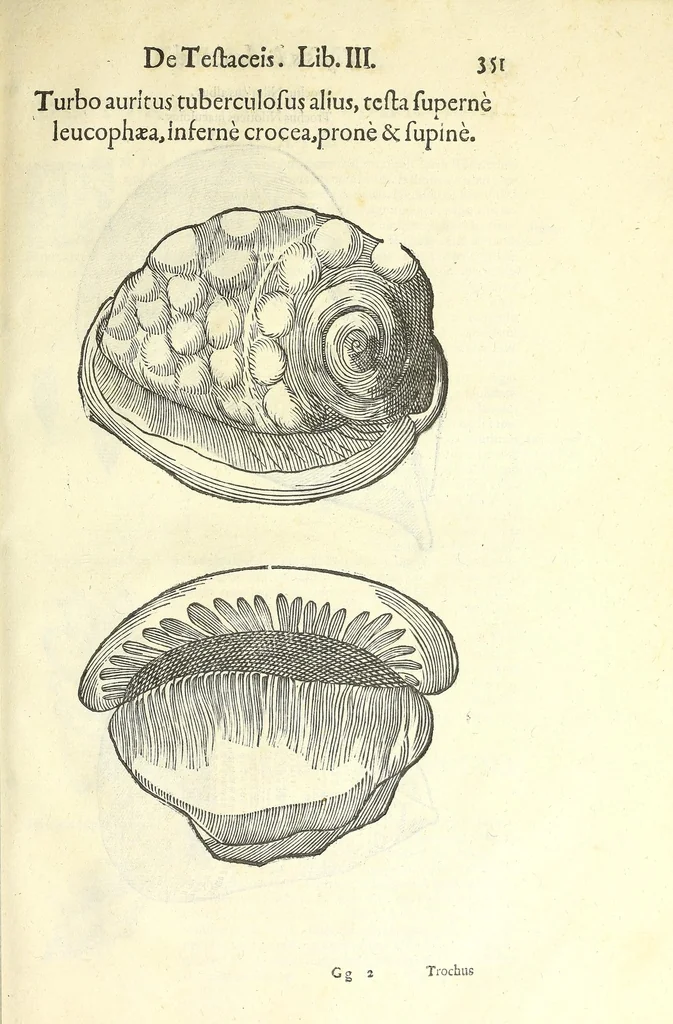 An illustration from Vlyssis Aldrouandi philosophi, et medici Bononiensis De reliquis animalibus exanguibus libri quatuor : post mortem eius editi : nempe de mollibus, crustaceis, testaceis, et zoophytis, 1606, leaf 365
