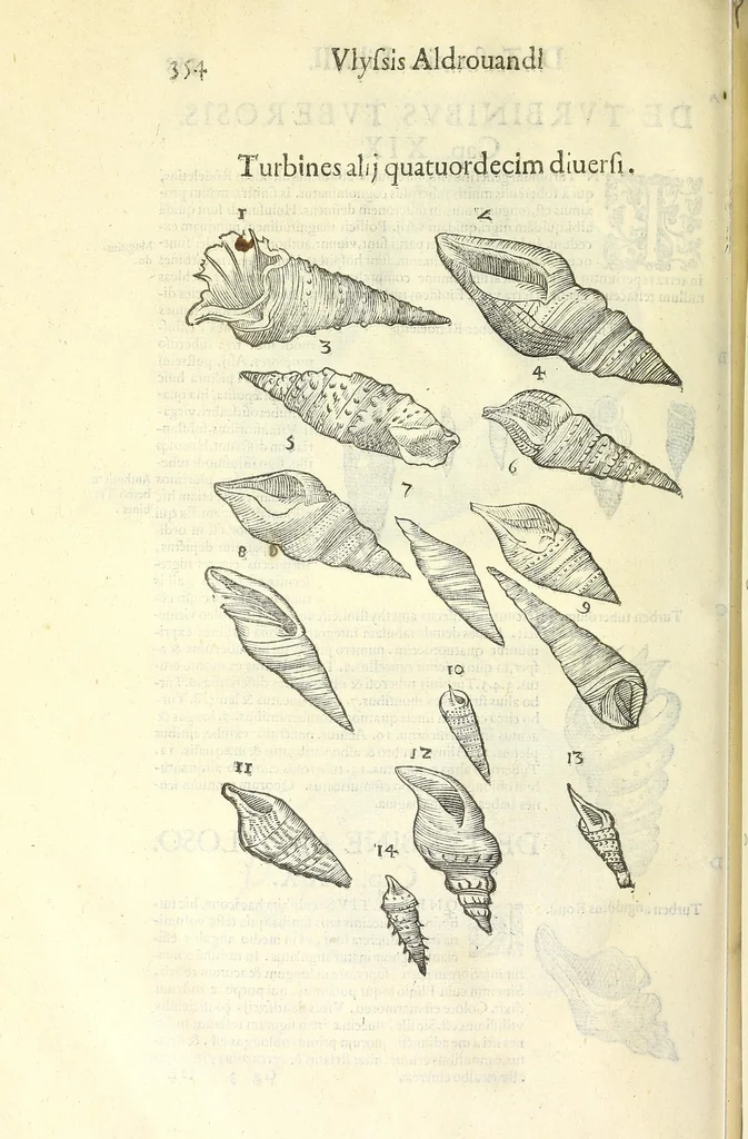 An illustration from Vlyssis Aldrouandi philosophi, et medici Bononiensis De reliquis animalibus exanguibus libri quatuor : post mortem eius editi : nempe de mollibus, crustaceis, testaceis, et zoophytis, 1606, leaf 368