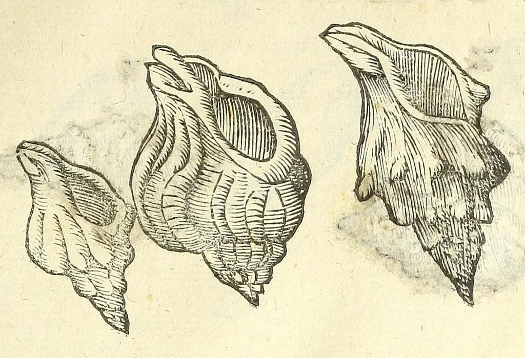 An illustration from Vlyssis Aldrouandi philosophi, et medici Bononiensis De reliquis animalibus exanguibus libri quatuor : post mortem eius editi : nempe de mollibus, crustaceis, testaceis, et zoophytis, 1606, leaf 371