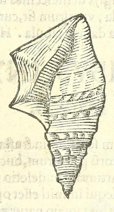 An illustration from Vlyssis Aldrouandi philosophi, et medici Bononiensis De reliquis animalibus exanguibus libri quatuor : post mortem eius editi : nempe de mollibus, crustaceis, testaceis, et zoophytis, 1606, leaf 371