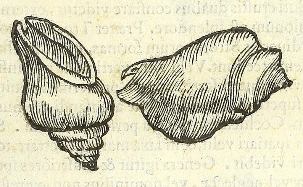 An illustration from Vlyssis Aldrouandi philosophi, et medici Bononiensis De reliquis animalibus exanguibus libri quatuor : post mortem eius editi : nempe de mollibus, crustaceis, testaceis, et zoophytis, 1606, leaf 375