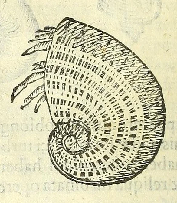 An illustration from Vlyssis Aldrouandi philosophi, et medici Bononiensis De reliquis animalibus exanguibus libri quatuor : post mortem eius editi : nempe de mollibus, crustaceis, testaceis, et zoophytis, 1606, leaf 380