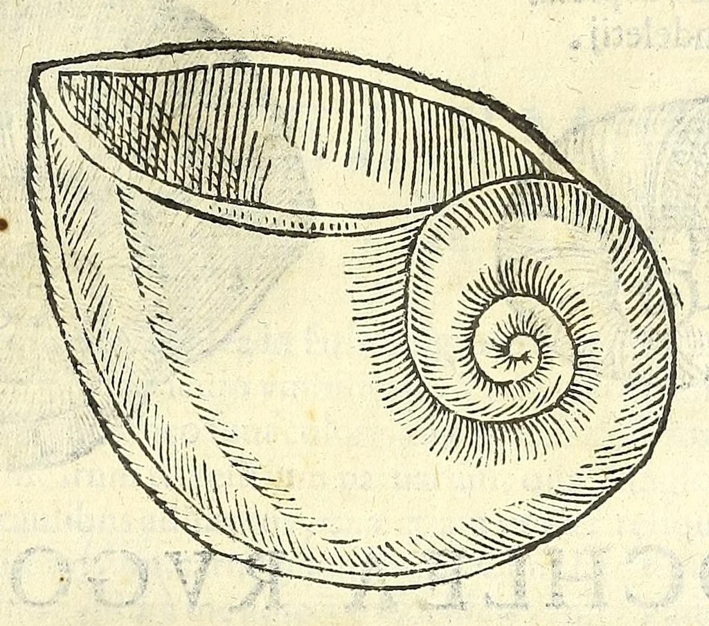 An illustration from Vlyssis Aldrouandi philosophi, et medici Bononiensis De reliquis animalibus exanguibus libri quatuor : post mortem eius editi : nempe de mollibus, crustaceis, testaceis, et zoophytis, 1606, leaf 409