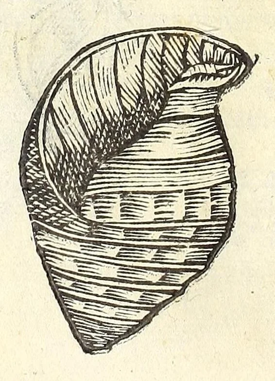 An illustration from Vlyssis Aldrouandi philosophi, et medici Bononiensis De reliquis animalibus exanguibus libri quatuor : post mortem eius editi : nempe de mollibus, crustaceis, testaceis, et zoophytis, 1606, leaf 412