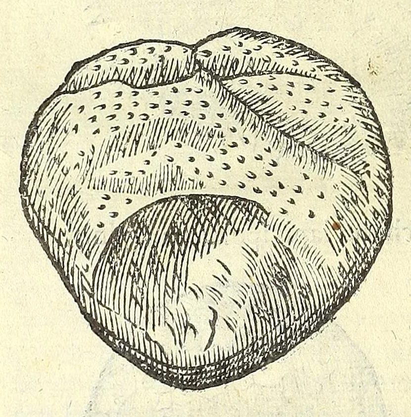 An illustration from Vlyssis Aldrouandi philosophi, et medici Bononiensis De reliquis animalibus exanguibus libri quatuor : post mortem eius editi : nempe de mollibus, crustaceis, testaceis, et zoophytis, 1606, leaf 418