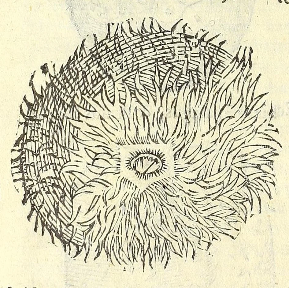 An illustration from Vlyssis Aldrouandi philosophi, et medici Bononiensis De reliquis animalibus exanguibus libri quatuor : post mortem eius editi : nempe de mollibus, crustaceis, testaceis, et zoophytis, 1606, leaf 418