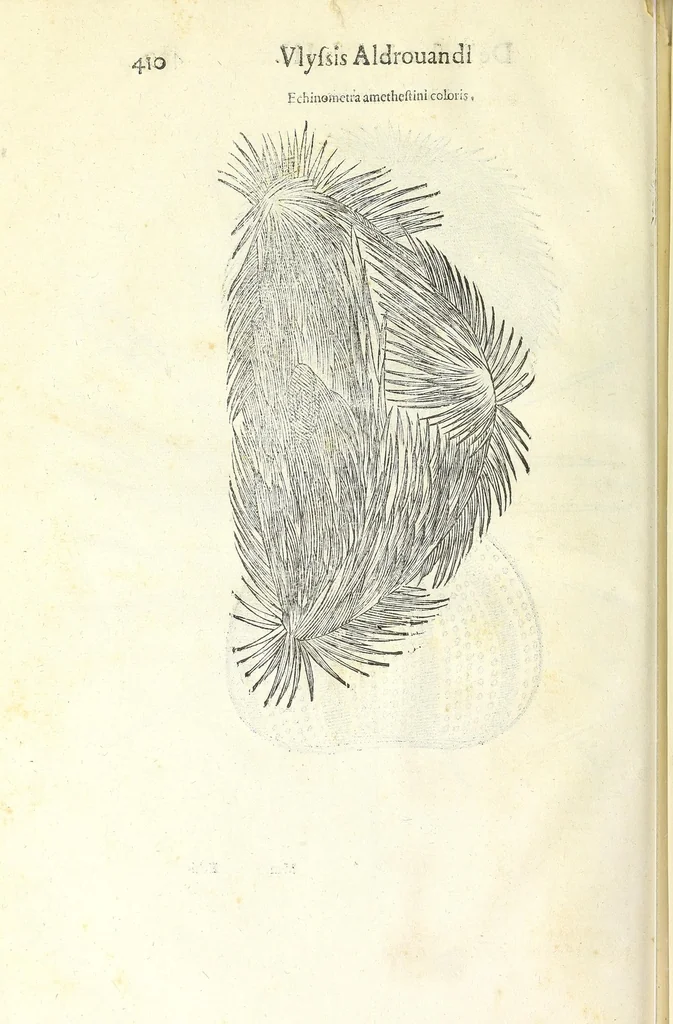 An illustration from Vlyssis Aldrouandi philosophi, et medici Bononiensis De reliquis animalibus exanguibus libri quatuor : post mortem eius editi : nempe de mollibus, crustaceis, testaceis, et zoophytis, 1606, leaf 424
