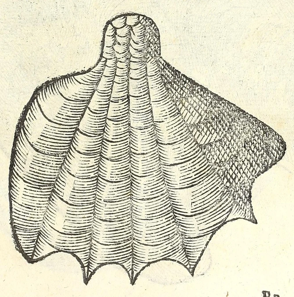 An illustration from Vlyssis Aldrouandi philosophi, et medici Bononiensis De reliquis animalibus exanguibus libri quatuor : post mortem eius editi : nempe de mollibus, crustaceis, testaceis, et zoophytis, 1606, leaf 461
