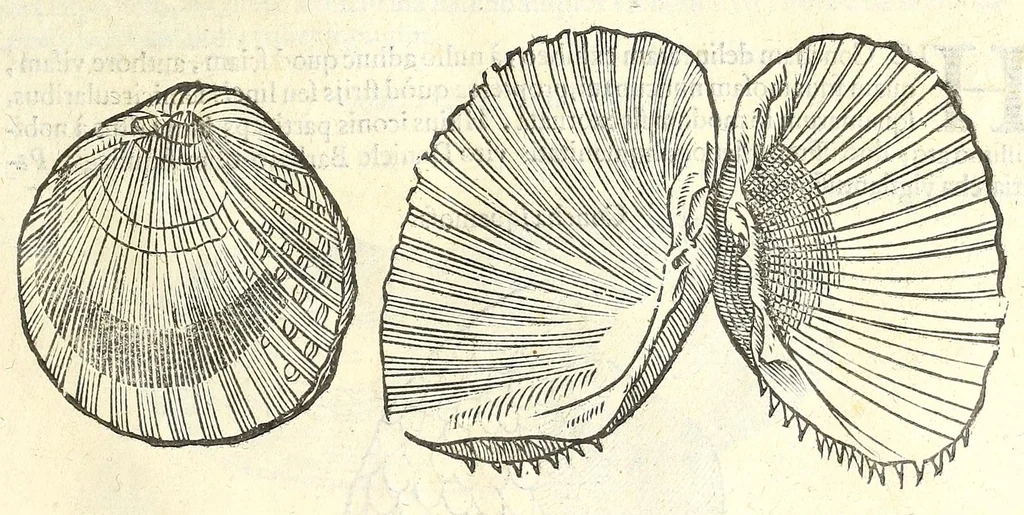 An illustration from Vlyssis Aldrouandi philosophi, et medici Bononiensis De reliquis animalibus exanguibus libri quatuor : post mortem eius editi : nempe de mollibus, crustaceis, testaceis, et zoophytis, 1606, leaf 465
